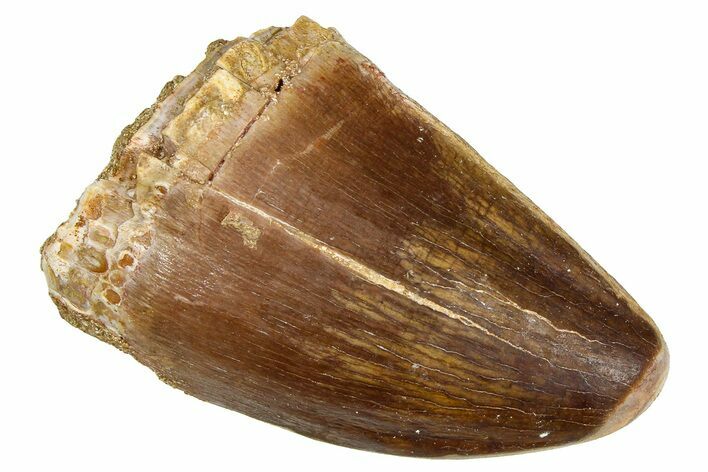 Fossil Mosasaur (Thalassotitan) Tooth - Morocco #374606